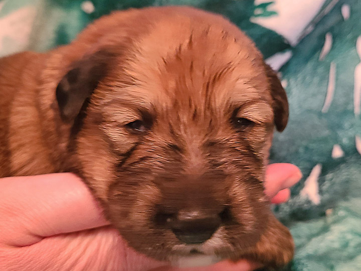 chinook puppy